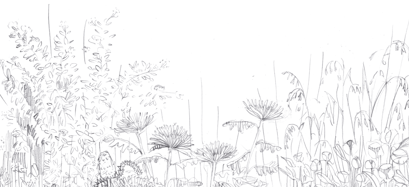 Canopée de prairie fleurie dessinée au crayon